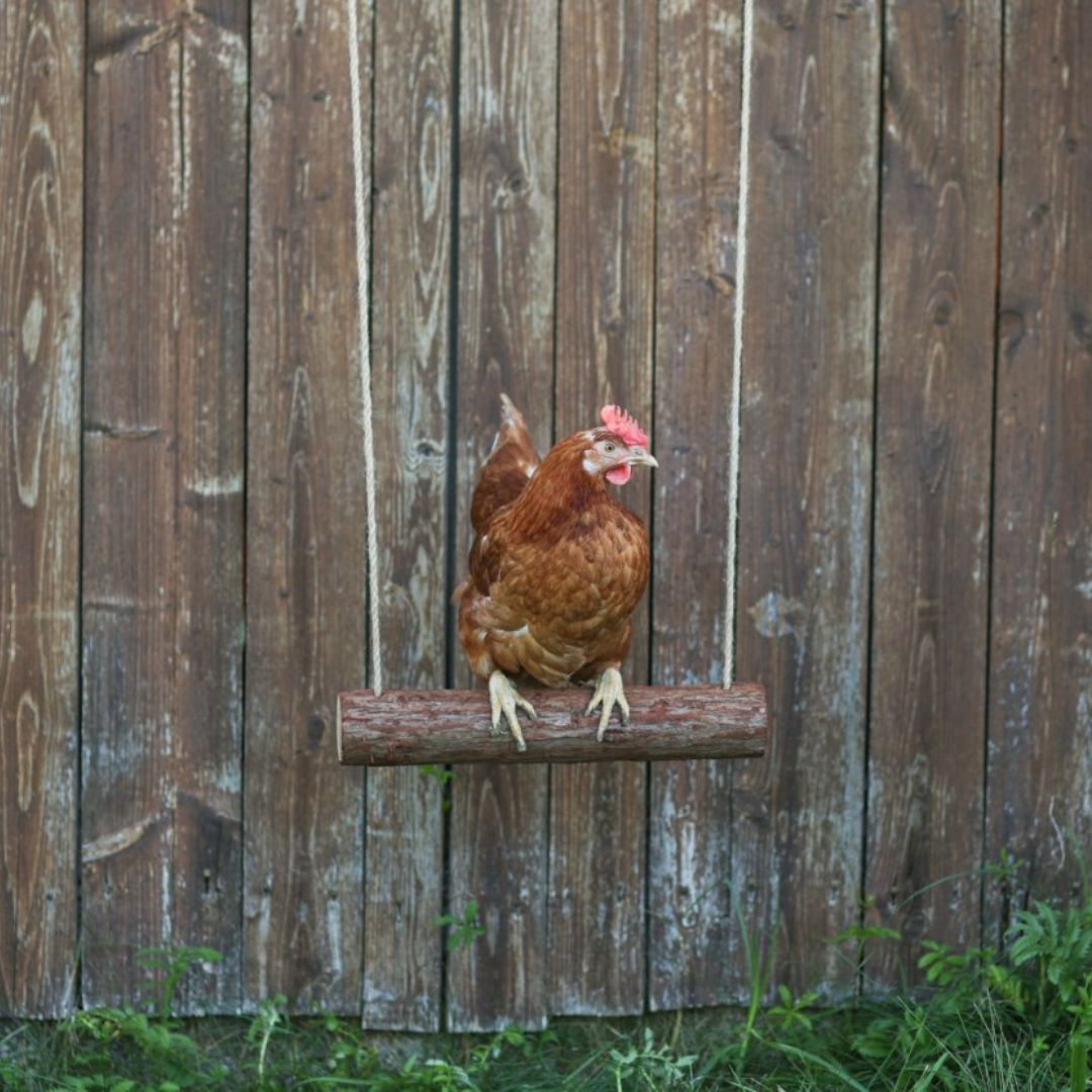 Chicken Swing | Clapham Agricultural Engineering